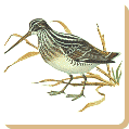 Bird : SNIPE